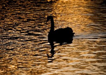 Η θεωρία του Μαύρου Κύκνου στο επιχειρείν
