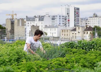 Αστικές Καλλιέργειες: Η λύση στο πρόβλημα της διατροφικής ασφάλειας