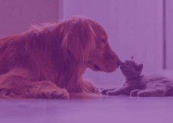 Petlove: Εξαγορά της Vetus για ανάπτυξη marketplace