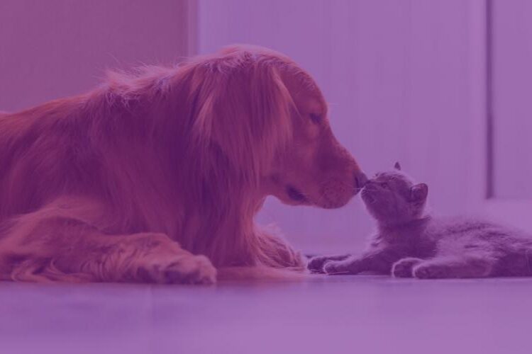 Petlove: Εξαγορά της Vetus για ανάπτυξη marketplace
