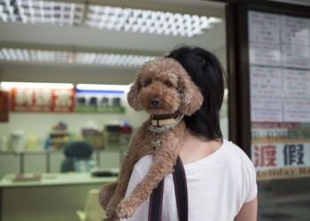 Η Boqii Holding ετοιμάζει IPO $77 εκατομμυρίων