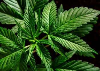 Tikun Europe: Η εταιρεία που φέρνει την κάνναβη στην Ελλάδα