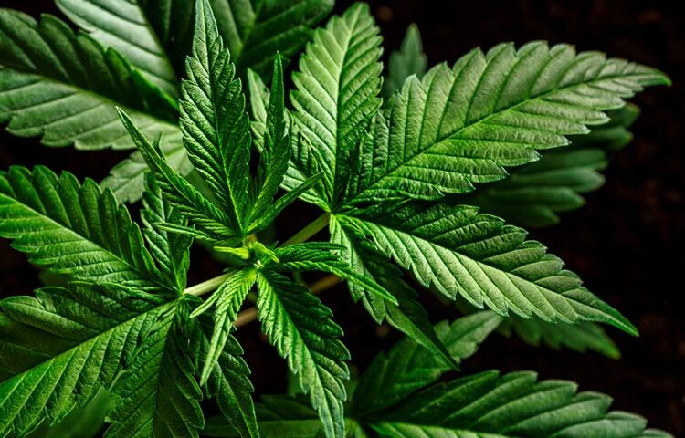 Tikun Europe: Η εταιρεία που φέρνει την κάνναβη στην Ελλάδα