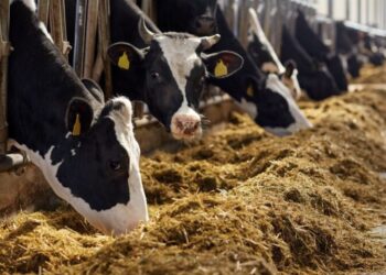 Από τη φάρμα στο Forbes: Η ιστορία της πλουσιότερης αυτοδημιούργητης γυναίκας