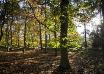 Η Dryad εξασφάλισε 10,5 εκατομμύρια ευρώ για την τεχνολογία ανίχνευσης δασικών πυρκαγιών