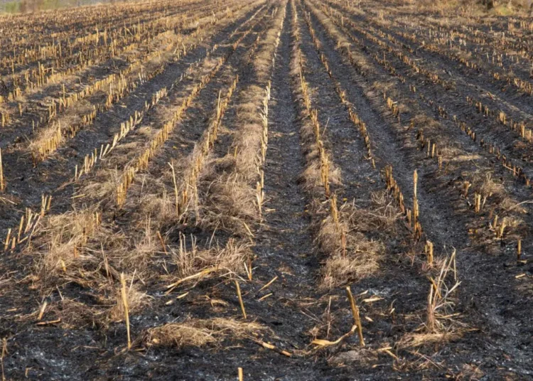 Καινοτομία: Η λύση για την αντιμετώπιση της επισιτιστικής κρίσης