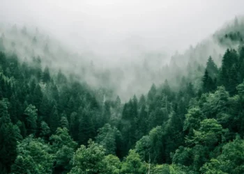 Στην τελική ευθεία μπαίνει το «Smart Forest Innovation Challenge»