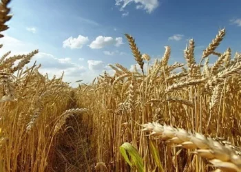 ΟΗΕ: Πτώση στις τιμές των τροφίμων για έκτο μήνα – Αύξηση στα δημητριακά και το ρύζι