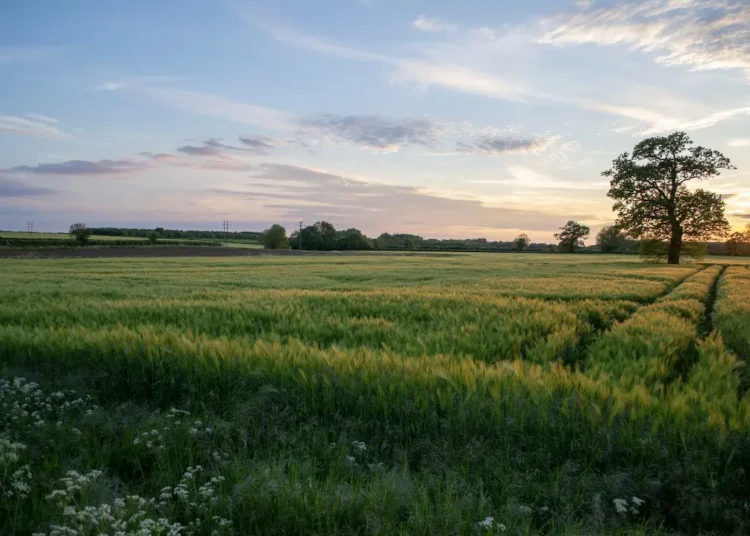 Ταμείο Ανάκαμψης: 403 εκατ. ευρώ σε τρεις τομείς του πρωτογενούς αγροτικού τομέα