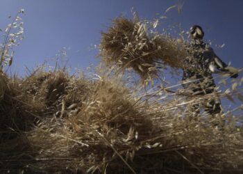 Σιτηρά: Εκτοξεύονται οι τιμές, τρέμει η αγορά – «Κερασάκι» η Ινδία, σταματά εξαγωγές ρυζιού