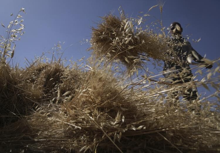 Σιτηρά: Εκτοξεύονται οι τιμές, τρέμει η αγορά – «Κερασάκι» η Ινδία, σταματά εξαγωγές ρυζιού