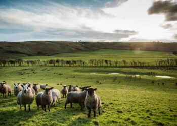 Από βοσκός, έγινε επιχειρηματίας του fintech – Σύντομα θα είναι δισεκατομμυριούχος