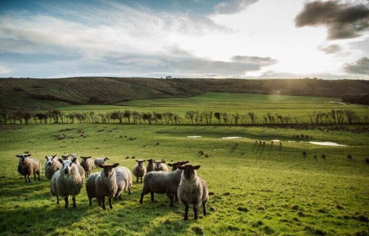 Από βοσκός, έγινε επιχειρηματίας του fintech – Σύντομα θα είναι δισεκατομμυριούχος