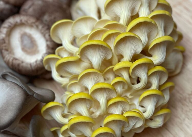 Η startup agritech του Βερολίνου Tupu συγκεντρώνει 3,2 εκατ. δολάρια για να προωθήσει την αστική καλλιέργεια μανιταριών