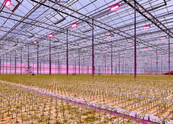 Η RED horticulture εξασφαλίζει 17 εκατ. δολάρια σε χρηματοδότηση Σειράς Α για δυναμικό φωτισμό θερμοκηπίων